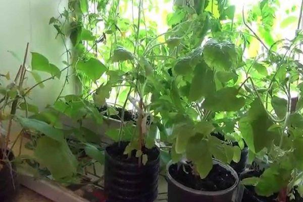 แตงกวาบนระเบียง