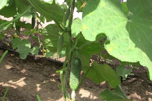 การปลูกแตงกวา