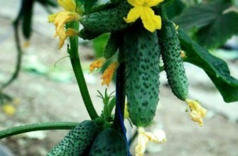 แตงกวาลูกผสม