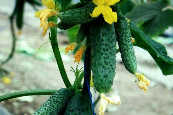 แตงกวาลูกผสม