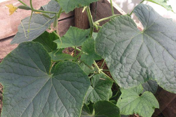 ใบแตงกวา