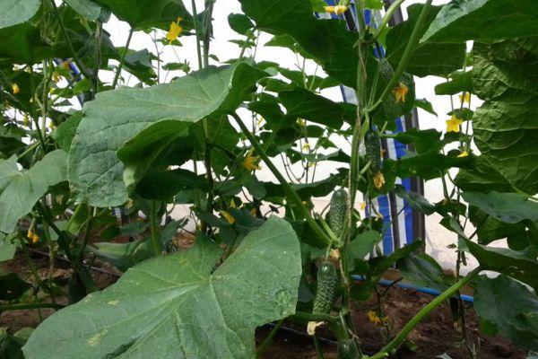 Cultiver des concombres