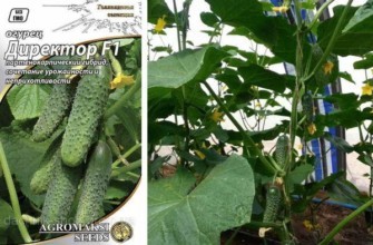 การปลูกแตงกวา