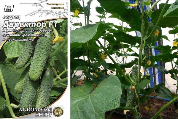 Cultiver des concombres