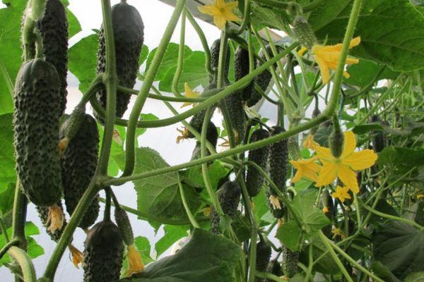 Concombres à fleurs