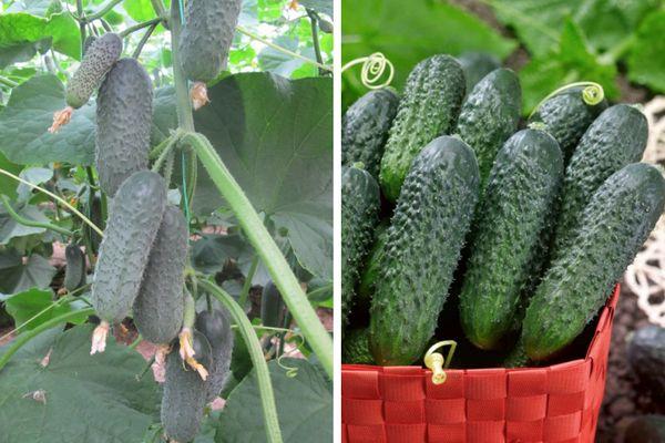 Cultiver des concombres