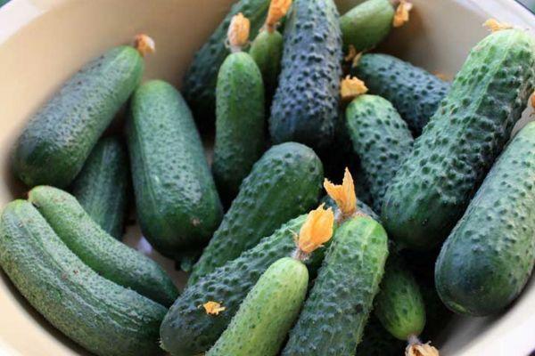 แตงกวาดรากูน