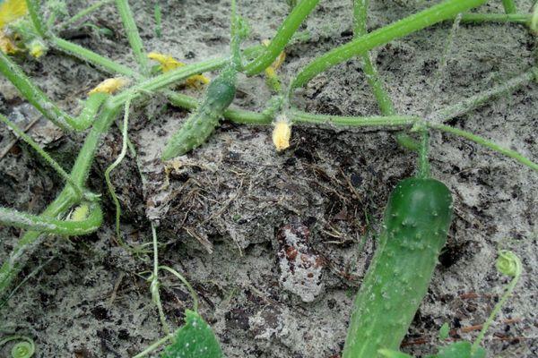 แปลงแตงกวา