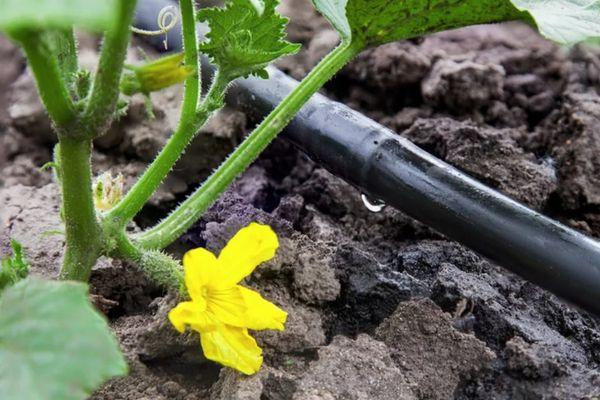 ระบบน้ำหยด