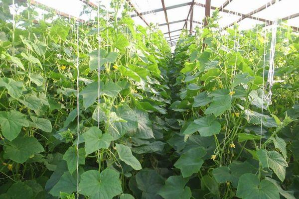 แตงกวาในเรือนกระจก