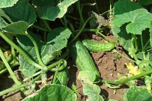 การปลูกแตงกวา