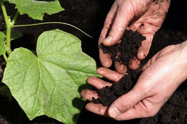 ดินสำหรับปลูกแตงกวา