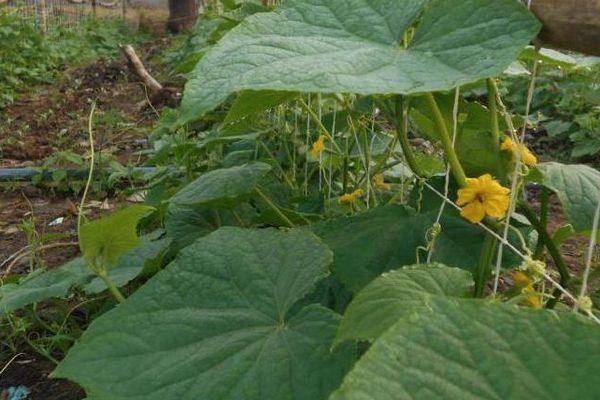 การปลูกแตงกวา