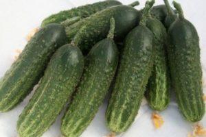 คำอธิบายพันธุ์แตงกวาพันธุ์แรก Harmonist และการปลูกพันธุ์ผสมในสวนส่วนตัว