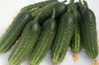 แตงกวาลูกผสม