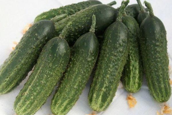 แตงกวาลูกผสม