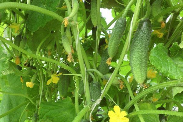 แตงกวาออกดอก