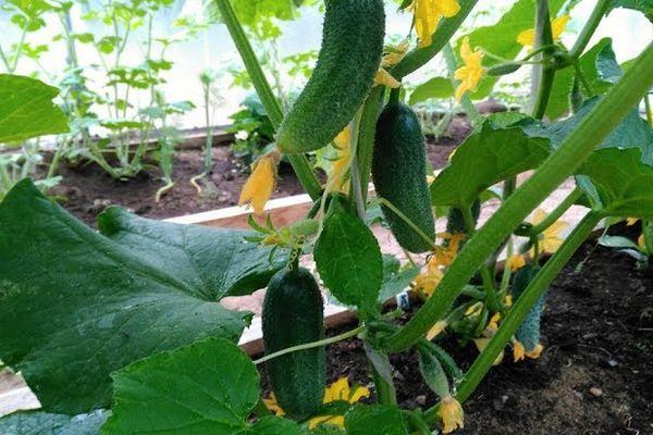 การปลูกแตงกวา