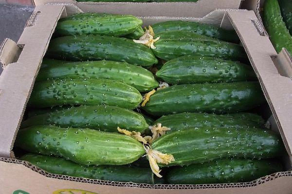 แตงกวาในกล่อง