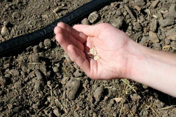 graines de concombre