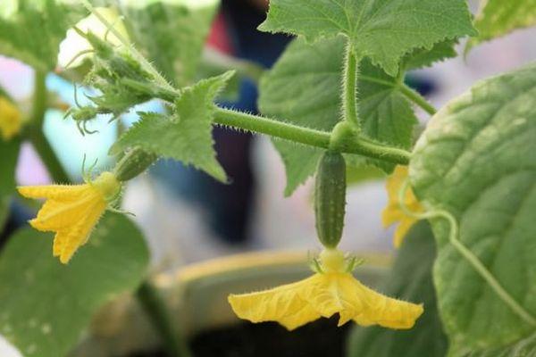 Concombres à fleurs