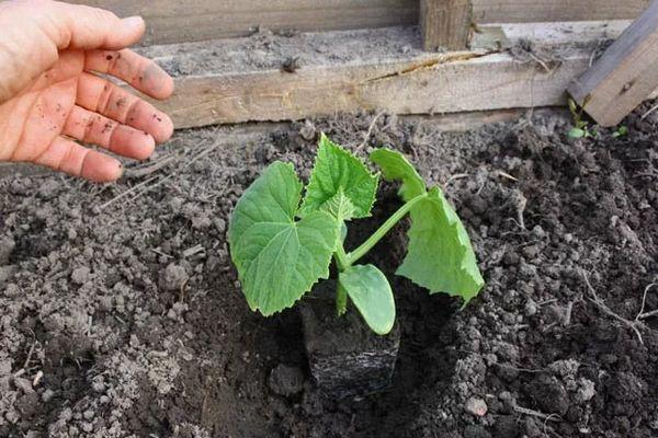 แตงกวาอ่อน