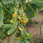 ดอกไม้บนแตงกวา