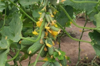 ดอกไม้บนแตงกวา