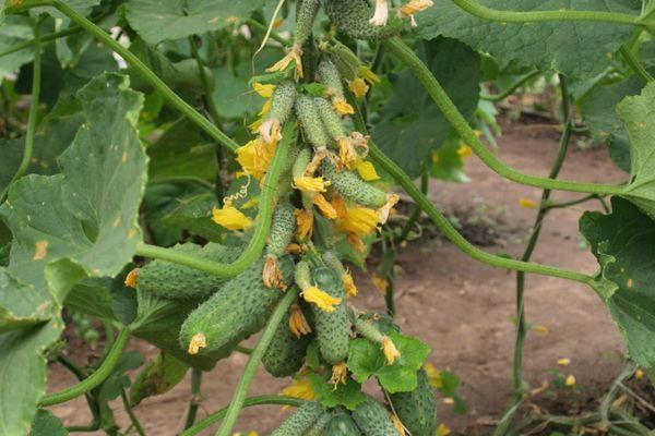 ดอกไม้บนแตงกวา