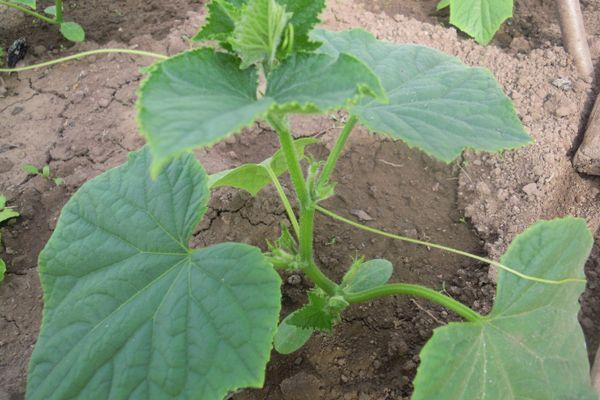 แตงกวาอ่อน