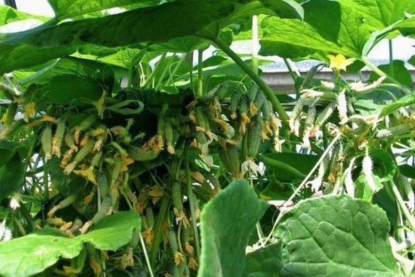 การปลูกแตงกวา