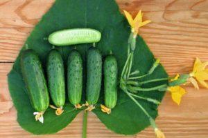 คำอธิบายพันธุ์แตงกวา "City Cucumber F1" และวิธีปลูกบนขอบหน้าต่างที่บ้าน