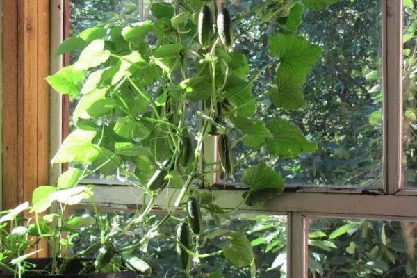 แตงกวาบนระเบียง