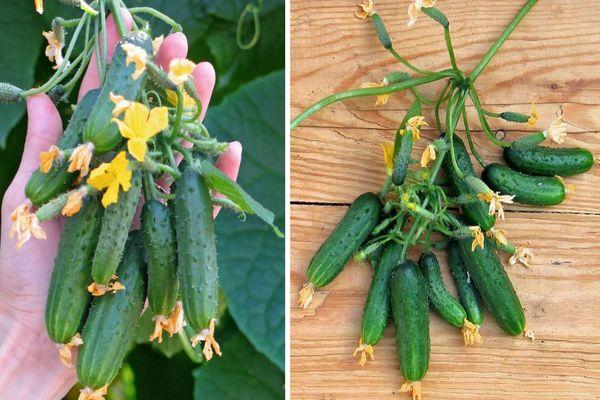 แตงกวาฤดูร้อน