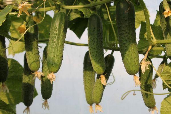 แตงกวา กุนนาร์