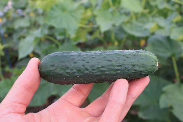 แตงกวาในมือ