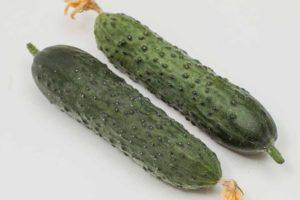 Description de la variété de concombre Gunnar et culture de l'hybride à maturation précoce