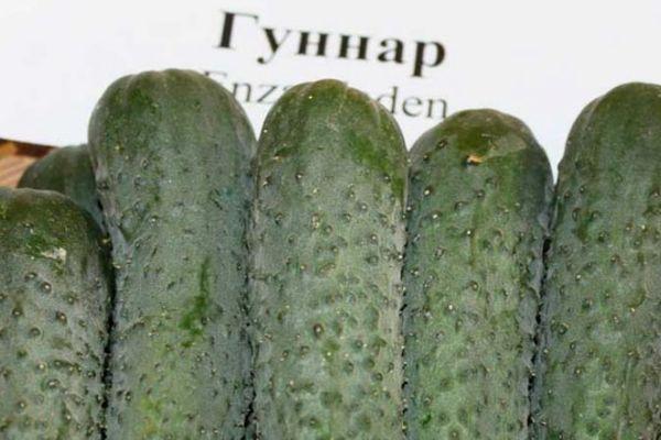 ผลแตงกวา