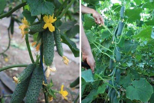 การปลูกแตงกวา