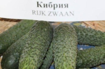 แตงกวาที่ให้ผลผลิตสูง