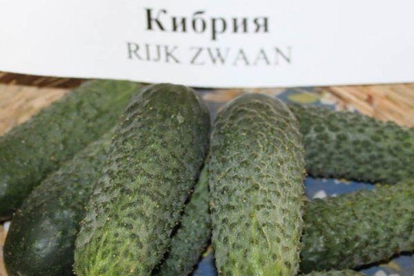 แตงกวาที่ให้ผลผลิตสูง