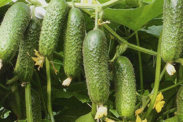 ผลแตงกวา