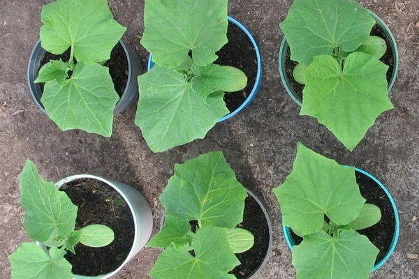 ถั่วงอกในกระถาง