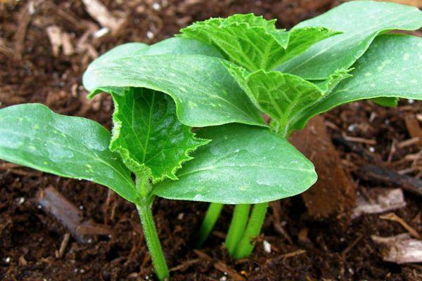 ต้นกล้าแตงกวา