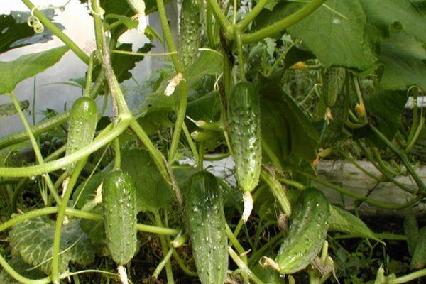 การปลูกแตงกวา