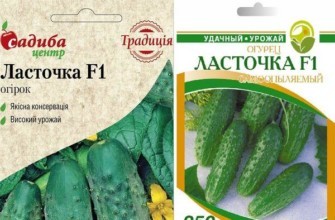 เมล็ดแตงกวา