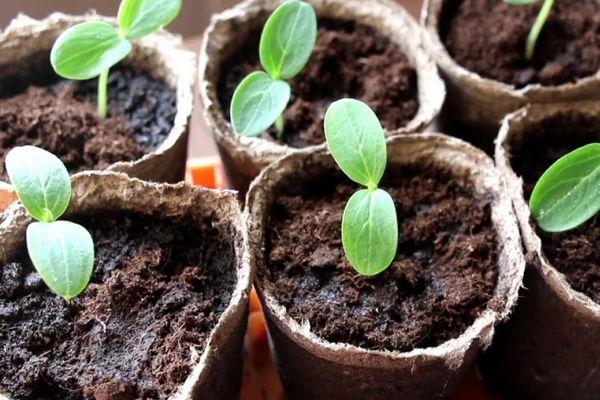 ต้นกล้าแตงกวา