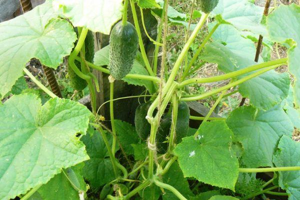 การปลูกแตงกวา