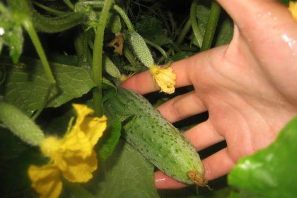 ผลแตงกวา