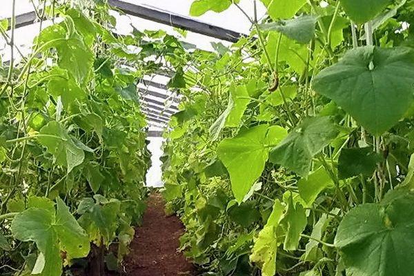 การปลูกแตงกวา